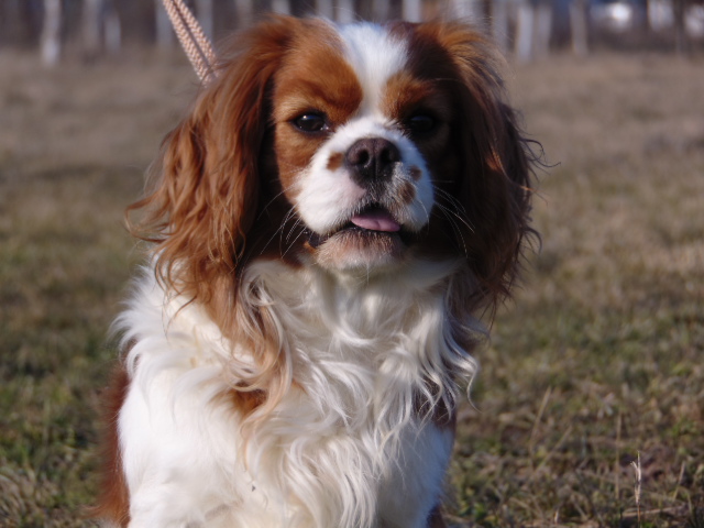 Karcagi-Bátor Nicol