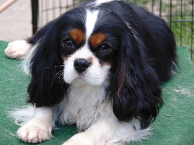 Karcagi-Bátor Polett