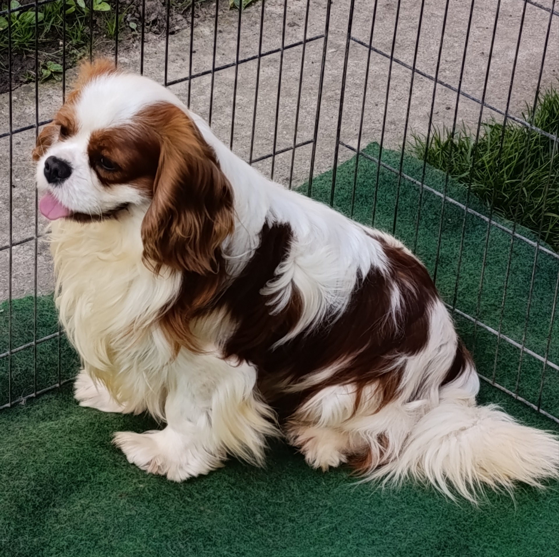 Jasper Von Schwarzwald