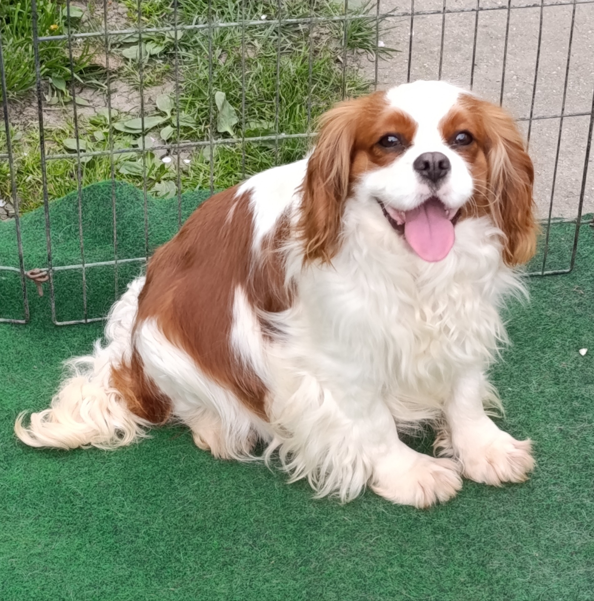 Karcagi-Bátor Dorka